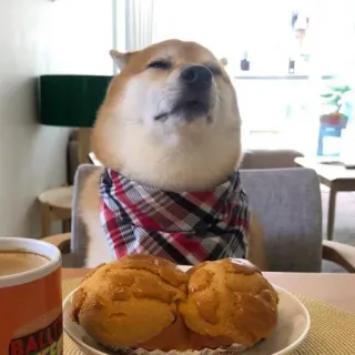 🏷 BALLYY chó, shiba inu, đồ ăn, bữa sáng, ca rô, khăn bandana telegram sticker