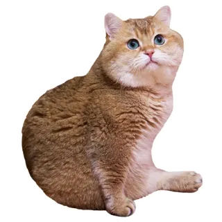 😊 cat, pet, animal, cute, feline telegram sticker