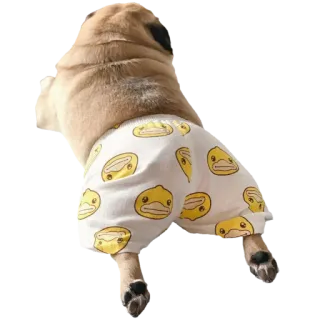 🍑 mops, pies, zwierzę, zwierzę domowe, kaczka, spodnie, odzież telegram sticker