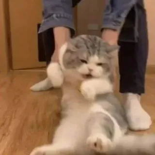 🖐 고양이, 동물, 애완동물, 귀여운, 웃긴, 가축 telegram sticker