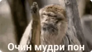 🧘 Очин мудри пон scimmia, divertente, umorismo, animale, meme whatsapp sticker