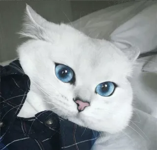 🌝 gato, animal, animal de estimação, gato branco, olhos azuis, fofo, animal doméstico whatsapp sticker