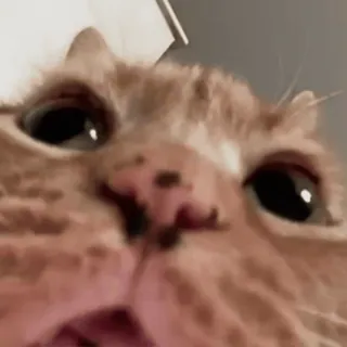 😯 gato, gato atigrado naranja, gato doméstico, mascota, animal, mamífero whatsapp sticker