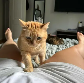🐈 Katze, Getigerte Katze, Haustier, Tier, Haustier, Säugetier, Katzenartig telegram sticker