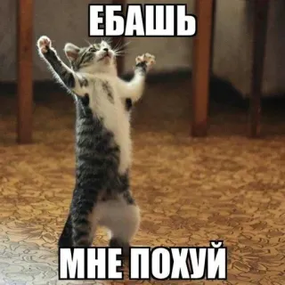 😡 ЕБАШЬ
МНЕ ПОХУЙ 고양이, 불쾌한, 러시아, 밈, 웃긴, 유머 telegram sticker