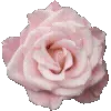 🌸