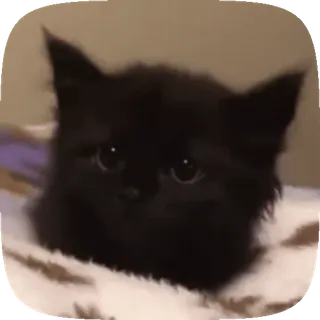 🥺 gatito, gato, gato negro, lindo, mascota, animal whatsapp sticker