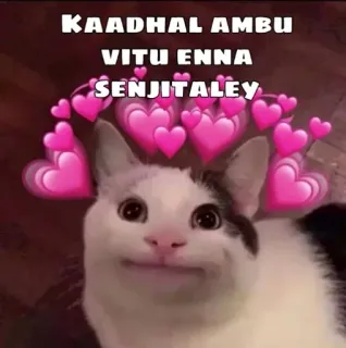 😂 KAADHAL AMBU VITU ENNA SENJITALEY gato, corações, amor, tâmil, texto, meme, engraçado telegram sticker