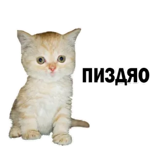 👍 ПИЗДЯО gato, gatinho, ofensivo, insulto whatsapp sticker