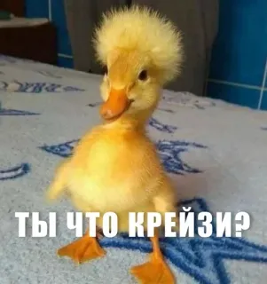 🙃 Ты что крейзи? duck, funny, cute, animal, baby duck telegram sticker