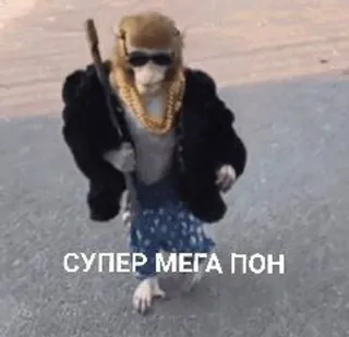 😎 СУПЕР МЕГА ПОН monkey, sunglasses, jacket, gold chain, animal telegram sticker