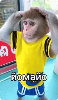 🌟 йомайо khỉ, động vật, vượn, ngạc nhiên, bối rối telegram sticker