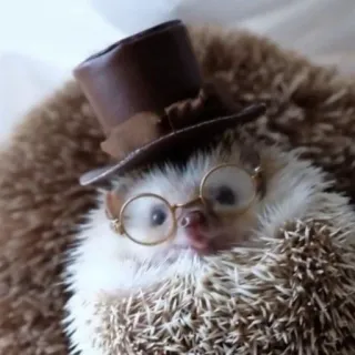 🦔 riccio, animale, cappello, occhiali, carino whatsapp sticker