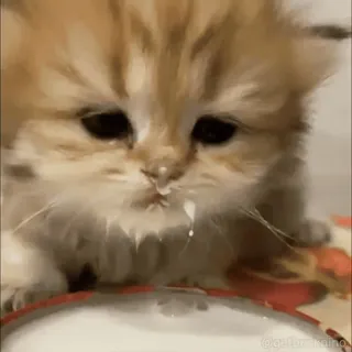 🙂 gattino, gatto, latte, animale, carino, animale domestico, adorabile telegram sticker