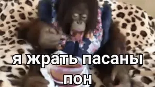 🐒 Я жрать пасаны пон 猿, 猿, 動物, 食べ物, 食べる, ミーム whatsapp sticker