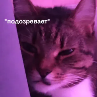 🤔 *подозревает* kot, podejrzliwy, mem, rosyjski, zwierzak, zwierzę telegram sticker