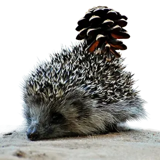 😞 erizo, piña, animal, naturaleza, mamífero telegram sticker
