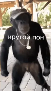 😎 крутой пон monkey, cool, animal, dancing, cap telegram sticker