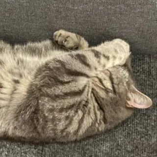 🐭 cat, animal, pet, sleeping, tabby, domestic whatsapp sticker