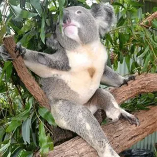 🐨 koala, animal, marsupial, australia, cute, tree, wildlife, nature telegram sticker