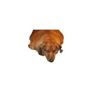 😢 cane, bassotto, animale, animale domestico, cane salsiccia telegram sticker