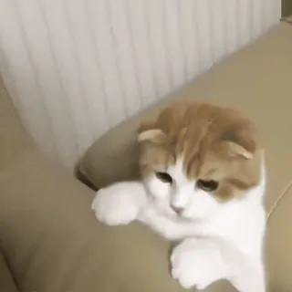 🧶 gato, gatito, animal, lindo, gato doméstico, mascota whatsapp sticker
