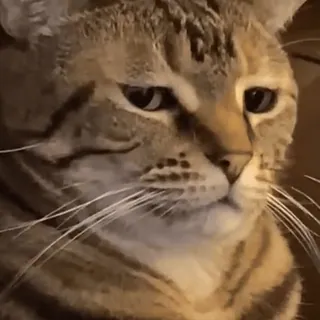 😰 gato, animal, gato doméstico, mascota whatsapp sticker