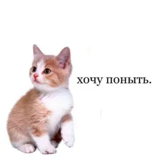 😢 хочу поныть. kucing, anak kucing, imut, merengek, meme telegram sticker