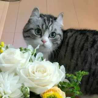 💮 cat, flowers, pet, animal, cute whatsapp sticker