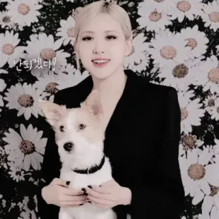 🌹 안되겠다! mujer, perro, margaritas, flores, kpop whatsapp sticker