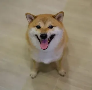 ❤️ dog, Shiba Inu, pet, animal, cute, happy, domestic animal telegram sticker