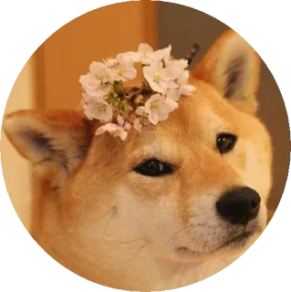 😲 pies, shiba inu, kwiaty, zwierzę, słodki, zwierzę domowe telegram sticker