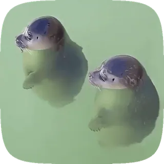 🦭 foki, woda, zwierzęta, słodkie, ocean, pływanie, życie morskie telegram sticker