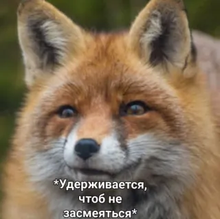 🤭 *Удерживается, чтоб не засмеяться* raposa, animal, meme, engraçado, russo, aguenta firme, não rir telegram sticker