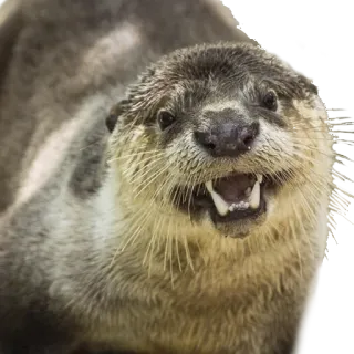 😬 выдра, животное, дикая природа, млекопитающее, милый, природа telegram sticker