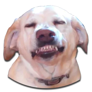 😁 dog, animal, pet, Labrador, meme, funny telegram sticker