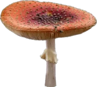 🍄 버섯, 자연, 광대버섯 telegram sticker