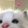 @gobhie 🥬🥹 billuX @echowrites🪼 telegram emojis 💕