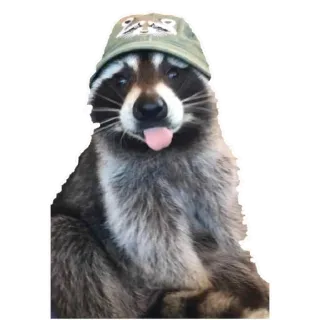 😋 Waschbär, Tier, Hut, süß, lustig, Zunge telegram sticker