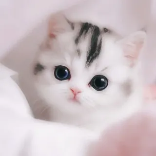 🌹 gato, gatinho, fofo, animal de estimação, animal, adorável telegram sticker