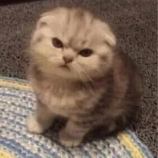 🐱 cat, kitten, animal, scottish fold, pet, cute telegram sticker