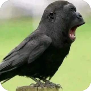 🫥 gorille, corbeau, hybride, animal, oiseau, mammifère telegram sticker