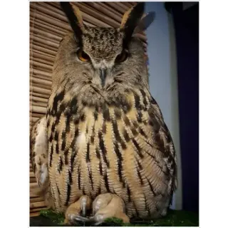 👂 owl, bird, predator, feathers, wildlife, nature, animal telegram sticker