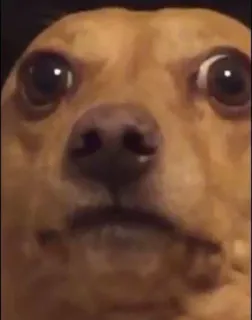 🧐 chien, chihuahua, mignon, animal, mème, drôle telegram sticker