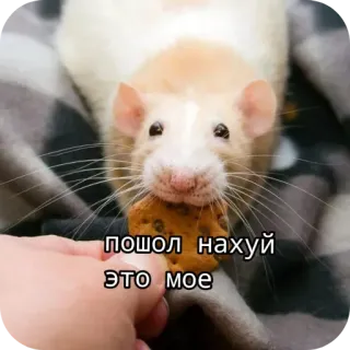 😠 пошол нахуй
это мое rat, cookie, offensive, rude telegram sticker