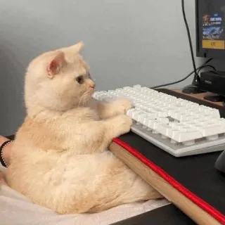 🕯 cat, keyboard, gaming, animal, pet, typing whatsapp sticker