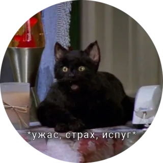 😱 *ужас, страх, испуг* 猫, 黒猫, 怖い, 怯える telegram sticker