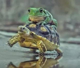 🐢 tortue, grenouille, animaux, amitié, nature whatsapp sticker