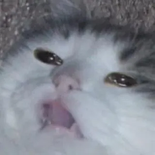 😾 猫, ミーム, 動物, ペット, 面白い, かわいい telegram sticker