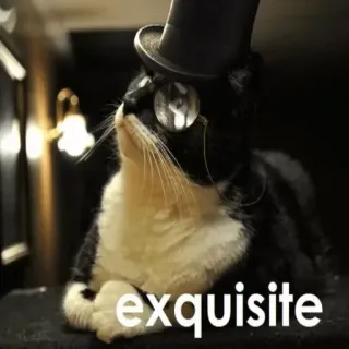 😒 exquisite Katze, Monokel, Zylinder, exquisit, schick, Tier, Haustier telegram sticker